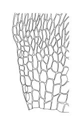 Brachythecium plumosum, alar cells, Drawn from A.J. Fife 6593, CHR 405566.
 Image: R.C. Wagstaff © Landcare Research 2019 CC BY 3.0 NZ